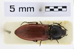 Foto (Dorsalansicht) von Anostirus turkestanicus (NHMW-ZOO-COL-0008666)